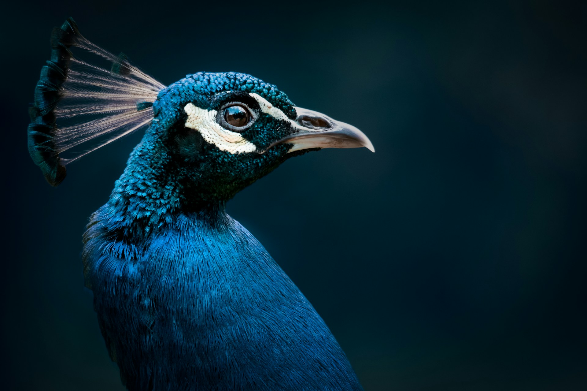 Peacock: The Free Tier Trap